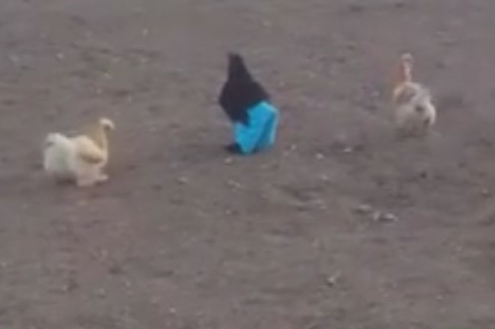 (VIDEO) KAO POČETAK NEKOG VICA: Zbog čega kokoška nosi plave pantalone?