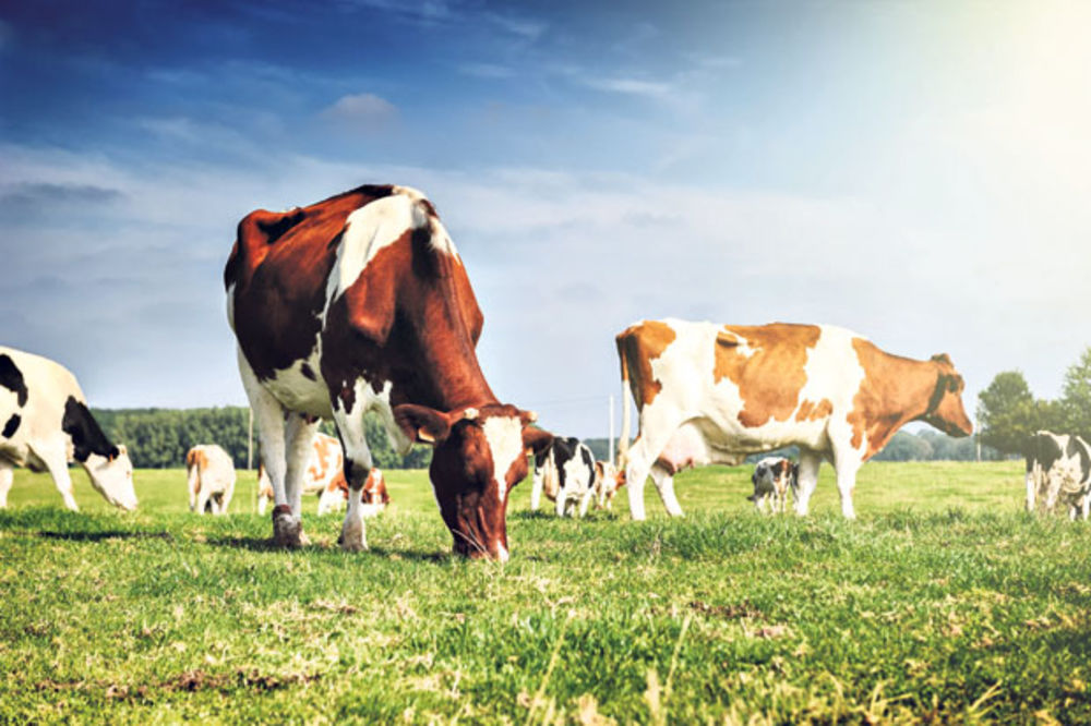 PRODUŽITE PRELEVMAN: Srpski poljoprivrednici traže produženje carinske zaštite za mleko