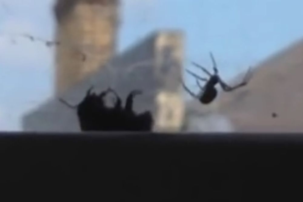 (VIDEO) SMRTONOSNI OBRAČUN: Pauk uhvatio bumbara u mrežu, ali onda je stigla pomoć