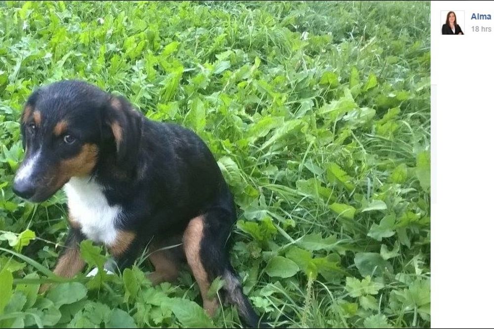 (FOTO) UŽAS U TUZLI: Uginulo štene koje su silovali štapom desetogodišnji monstrumi!