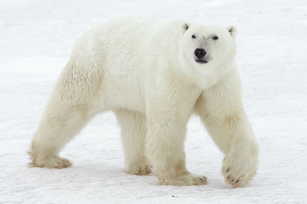 DRAMA NA ARKTIKU: Ruski naučnici opkoljeni polarnim medvedima, pomoć stiže tek za mesec dana