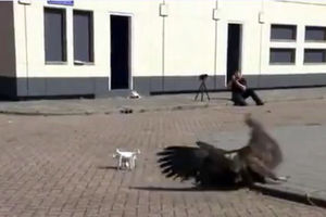 (VIDEO) Najefikasniji način borbe protiv dronova je otkrila holandska policija