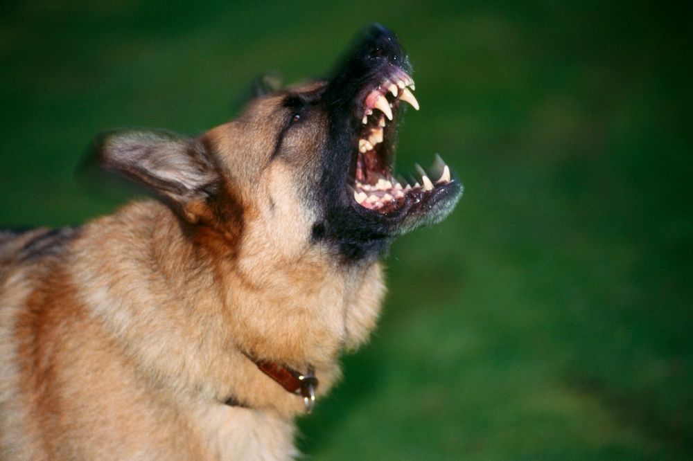 LEKAR PRETUČEN USRED ZAGREBA: Branio dete od napada psa, vlasnik ga išutirao u glavu!
