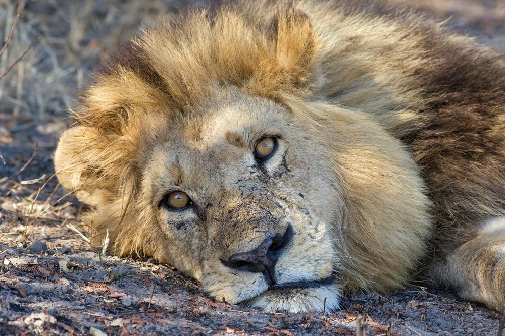 MALO PROŠETALI PO LAJPCIGU: Uhvaćena dva lava koja su pobegla iz zoo-vrta