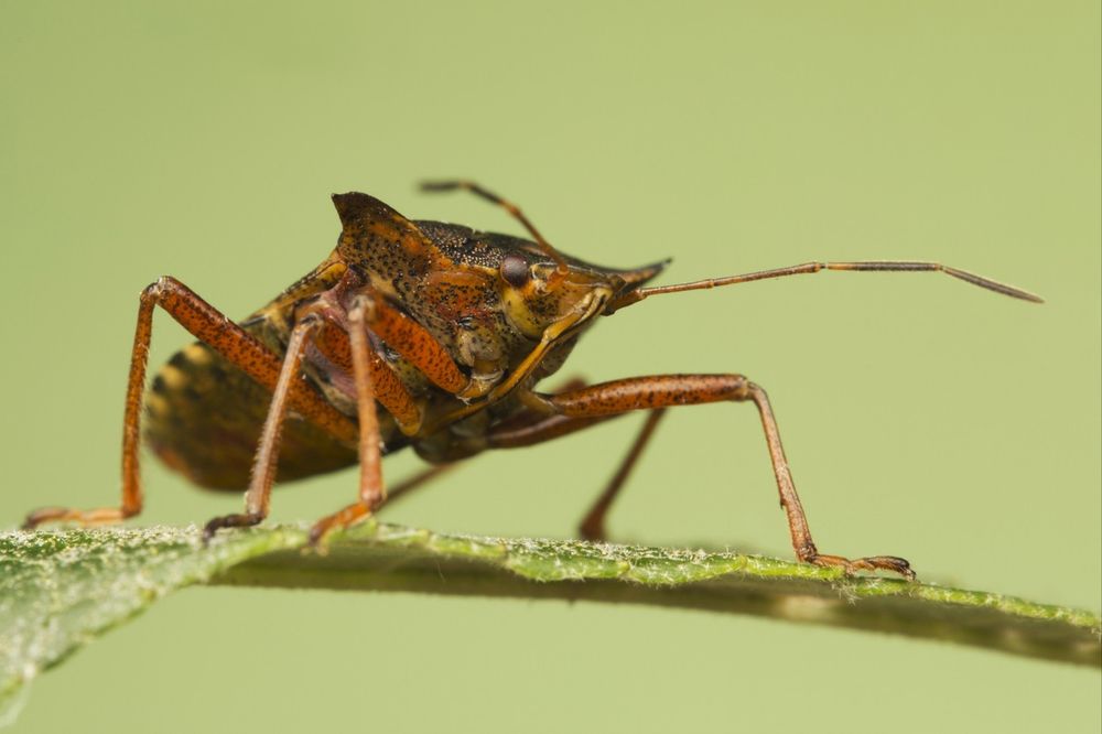 POVRATAK NAPASTI: Posle smrdibuba stiže nam NAJEZDA ovih insekata!