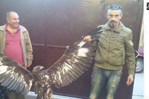 MAKEDONCI BESNI: Lovokradice koje su uhvatile zaštićenog orla neće odgovarati