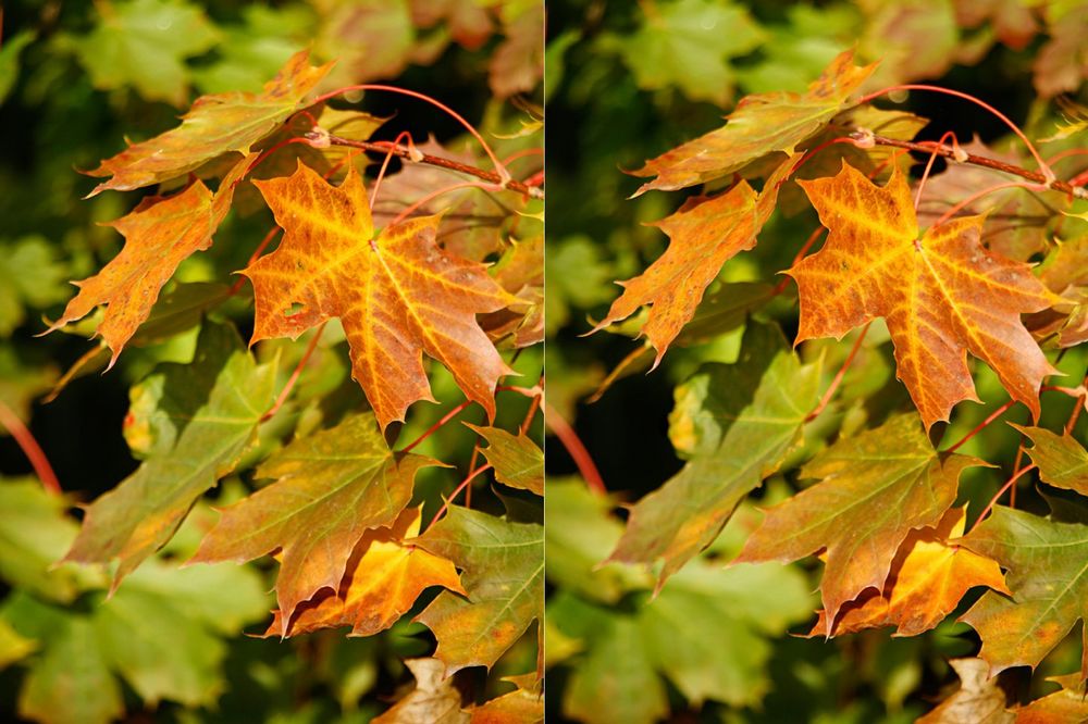 (FOTO) NE ODUSTAJTE TAKO LAKO: Lišće skriva 7 razlika! 3 ćete TEŠKO NAĆI!