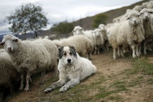 KURŠUMLIJA: Čopor vukova zaklao stado ovaca na imanju Stevanovića