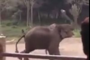Pogledajte kojom veštinom je ovladao ovaj slon