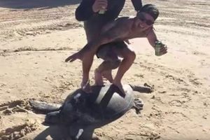 NEMA KOGA NISU RAZBESNELI: Dva lika stala na kornjaču i slikala se sa pivom u ruci!