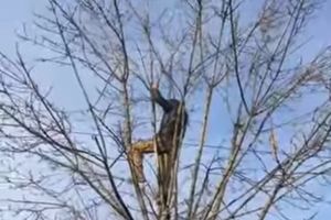 (VIDEO) DRAMA U BIH: Muškarac se popeo na drvo i pretio da će da skoči