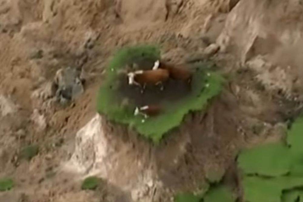 (VIDEO) NOVI ZELAND Spasene 3 krave koje su ostale odsečene na ostrvcetu posle zemljotresa