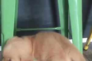 (VIDEO) NEODOLJIVE KUCE: Ovo štene će dugo pamtiti stolicu