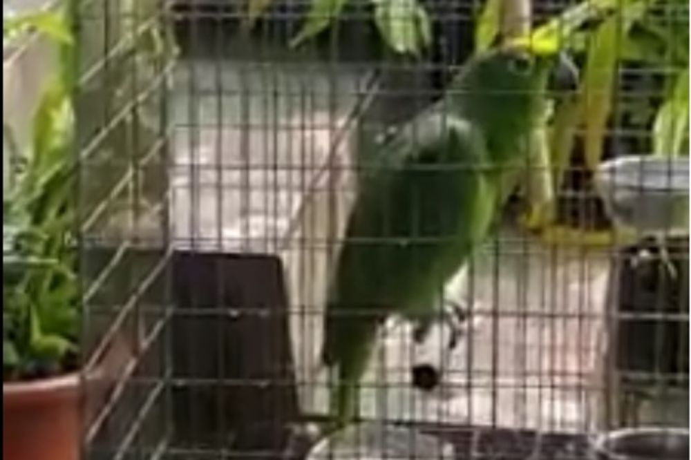 (VIDEO) TALENTOVANA PAPIGA: Oduševićete se kako ovaj papagaj peva čuveni svetski hit!