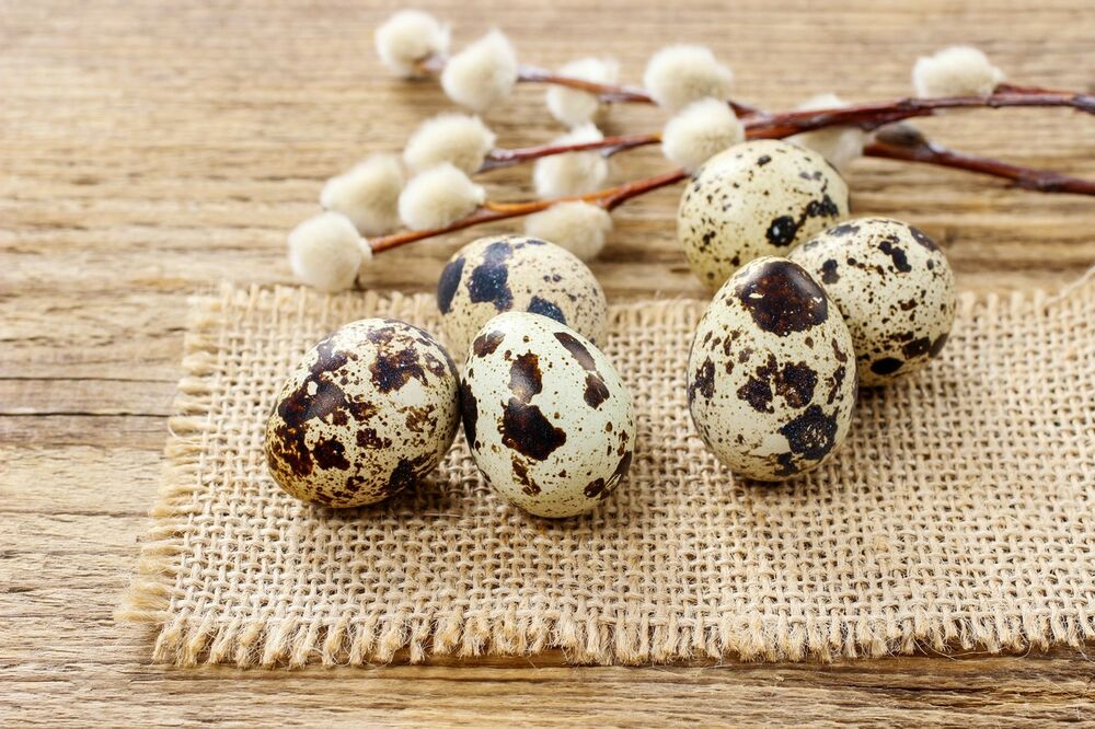PREPOROD TELA ZA 49 DANA: Lečenje jajima prepelice čini prava ČUDA za vaš organizam!