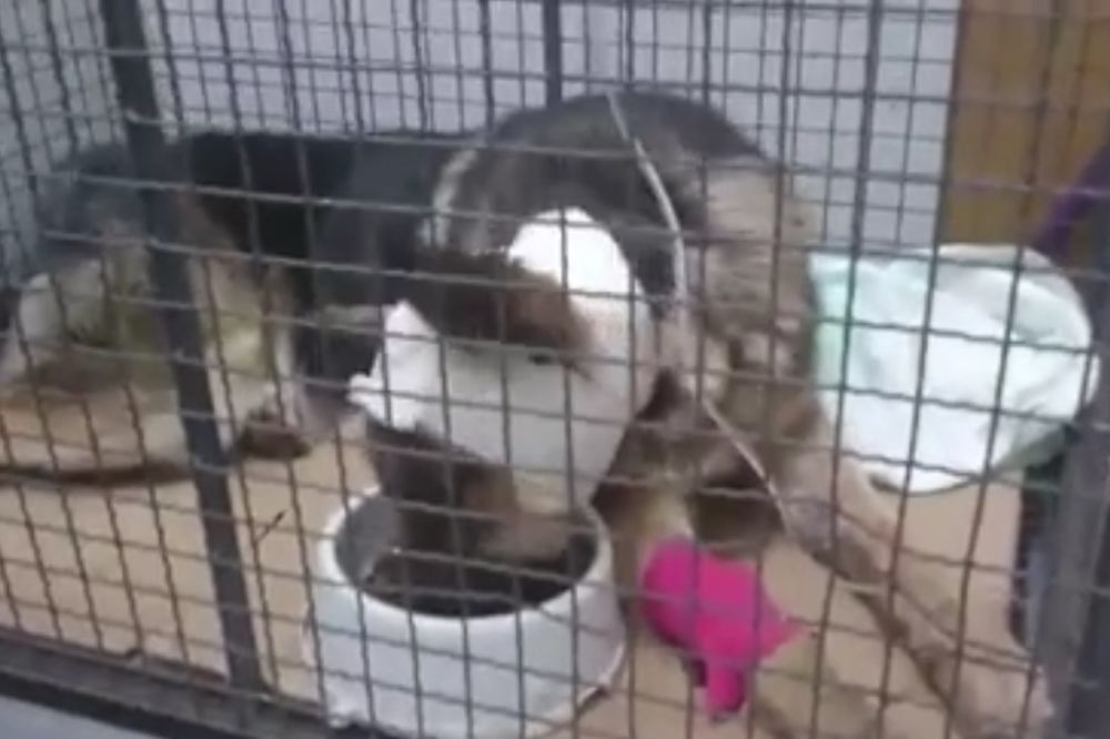 (VIDEO) IMAO OGROMNU RUPU NA GLAVI: Ovog psa su morali hitno da operišu, ali sad je dobro!