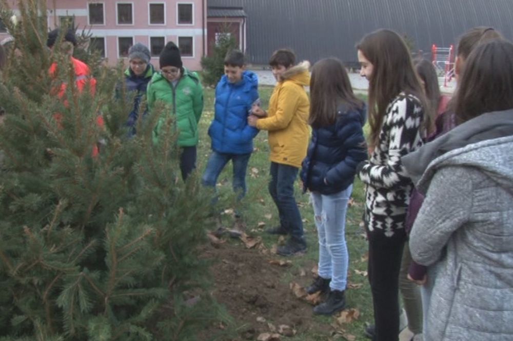 STABLO ZA PRVAKA: Svi prvaci u Novom Pazaru dobili svoje stablo