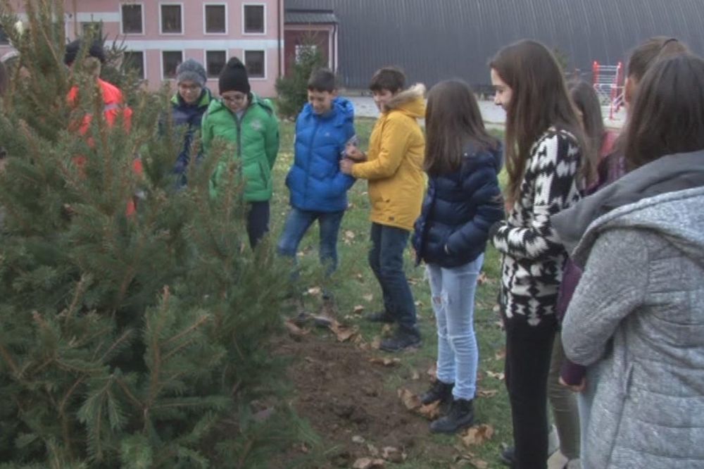 SADNJA 75 ČETINARA: Svi prvaci u Novom Pazaru dobili svoje stablo