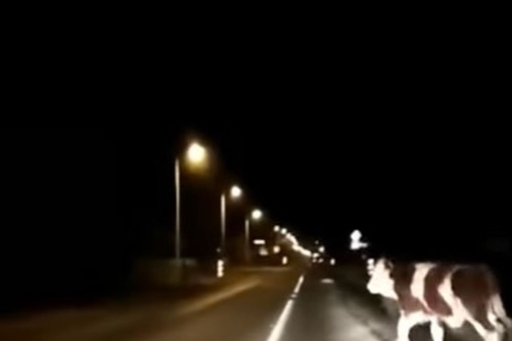 (VIDEO) IZGUBLJENA: Krava izletela na put i iznenadila hrvatske vozače