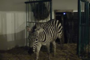(VIDEO) BEO ZOO-VRT DOBIO NOVE STANOVNIKE: Stigli mužjaci grant zebre i marabua