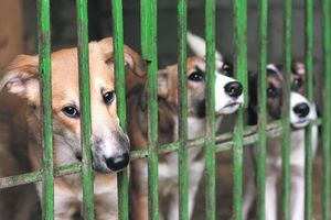 MUĆKE U VRŠCU: Na prevari s psima zgrnuli milione