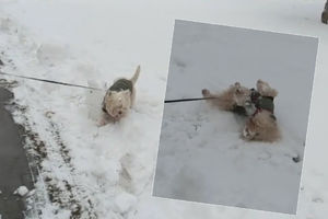 (KURIR TV) ZIMSKA RADOST U CENTRU BEOGRADA: Pogledajte kako se pas Moca obradovao snegu!