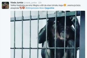 (VIDEO) SNIMAK IZ JAGODINE UGREJAĆE VAM SRCE: U zoo-vrtu učili šimpanzu Megicu da stavi zimsku kapu!