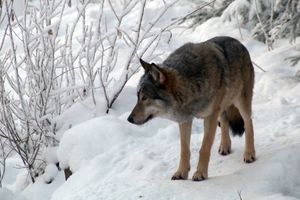 ZVERI SPASLE ŽIVOT SILOVANOJ DEVOJCI: Mirna sam samo kada sam sa vukovima!