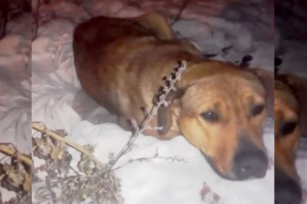 (VIDEO) IZBACILI GA PO NAJVEĆEM MINUSU: Ovaj pas u Pančevu verno čeka gazde u snegu da se predomisle