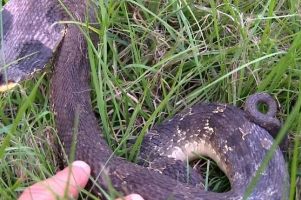 Pogledajte, kako se ova zmija pravi mrtva!