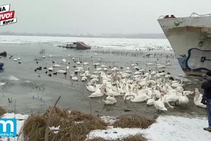 (KURIR TV) LEDENO DOBA: Zarobljena plovila na Dunavu, obnova će trajati DVA MESECA