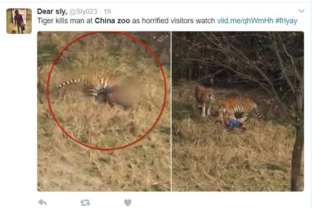 (UZNEMIRUJUĆI VIDEO) STRAVIČNA SMRT: Muškarca rastrgli tigrovi u kineskom rezervatu