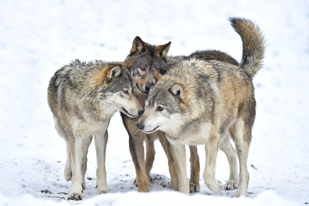 SLOVENCI USTALI PROTIV POKOLJA: Traže od vlade da prestane da ubija vukove!
