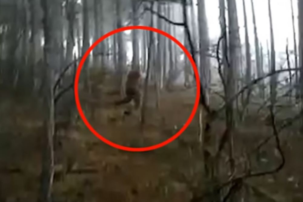 (VIDEO) VELIKO STOPALO ILI VELIKA PREVARA? Stvorenje nalik Jetiju snimljeno u šumama Krima