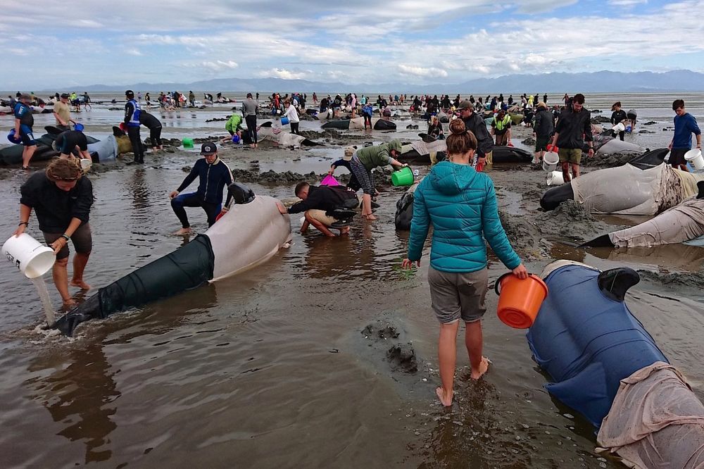 (VIDEO, FOTO) POMOR NA NOVOM ZELANDU: 400 kitova nasukano na plaži, više od 300 uginulo