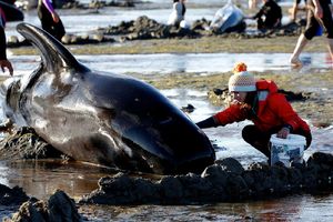 (VIDEO) BORBA ZA SVAKI ŽIVOT: Formirali ljudski lanac da bi od sigurne smrti spasili 200 kitova