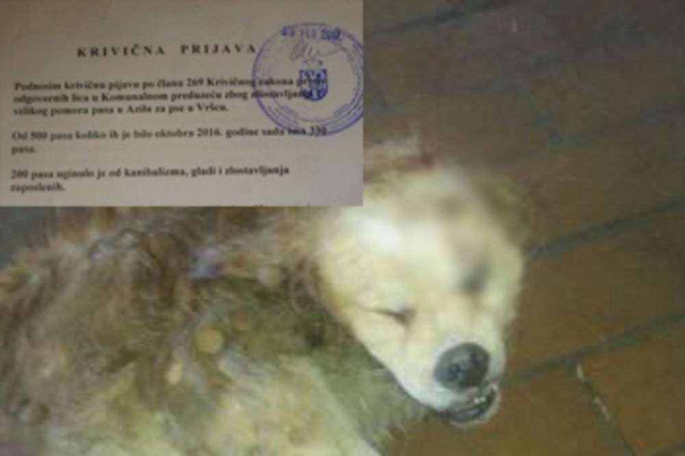 (UZNEMIRUJUĆI SADRŽAJ +18) HOROR U VRŠCU: Radnica Azila za pse objavila slike pomora životinja