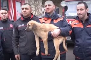 (VIDEO) NATERAĆE VAM SUZE NA OČI: Turski spasioci izvukli štene iz jame duboke 70 metara!