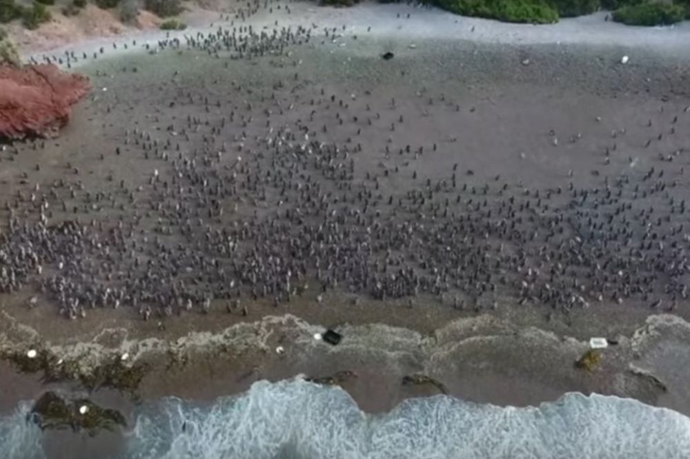 (VIDEO) ZAPANJUJUĆI SNIMAK: Na obalu Argentine stiglo million pingvina