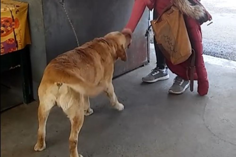 (VIDEO) SUSRET ZBOG KOJEG SU SVI PLAKALI: Beograđanka posle ČETIRI GODINE pronašla izgubljenog psa!