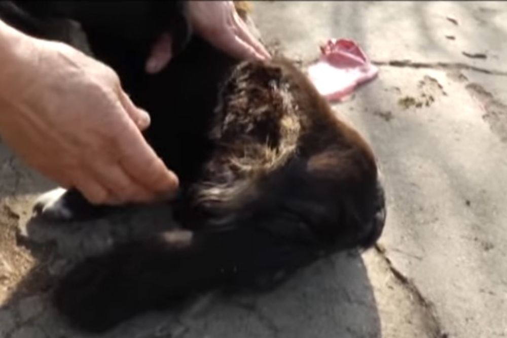 (VIDEO) HOROR KOD ČAČKA: Monstrumi odsekli psu zadnje noge, Vidosav moli za pomoć