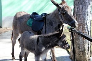 (FOTO) OVO JE PRVA PRINOVA I NAJVEĆA MAZA U JAGODINI: Magarica Cica rodila magarence u zoo-vrtu!