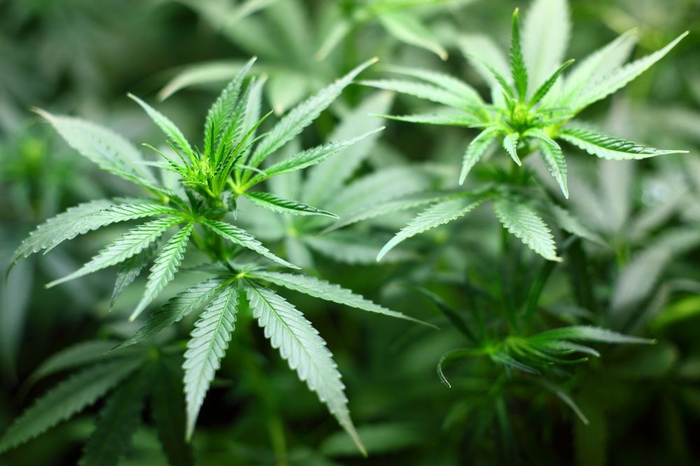 KRIO DROGU U ČARAPI: Uhapšen zbog prodaje marihuane đacima iz Mladenovca