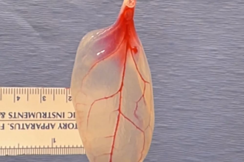 (VIDEO) POPAJ BI BIO PONOSAN: List spanaća pretvorili u srčano tkivo!