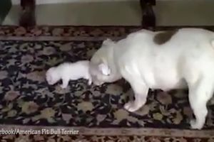 (VIDEO) MAMA, PUSTI ME! Preslatki štenac buldoga hoće da dokaže da je veliki dečko
