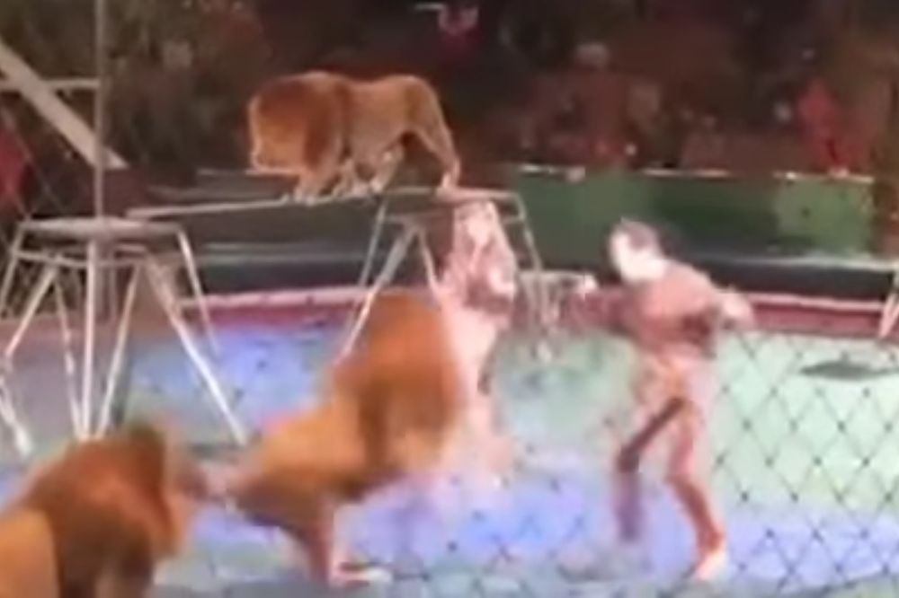 (VIDEO) NE DIRAJ LAVA DOK SPAVA: Divlje zveri pobesnele i napale trenera u cirkusu
