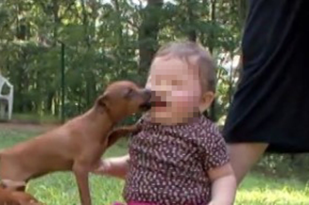 UŽAS U ŠATJERSKOJ: Pas izujedao dete (3) po licu!
