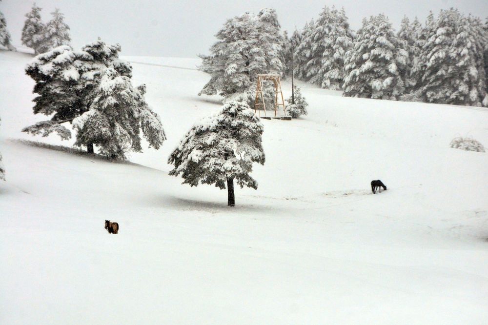(FOTO) MEĆAVA U APRILU: Na Zlatiboru jutros 25 centimetara snega!