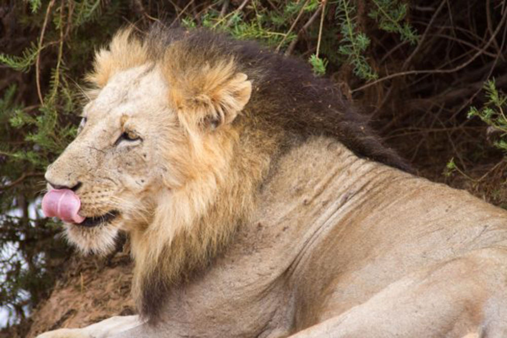NAKON 119 GODINA OTKRIVENA TAJNA LJUDOŽDERA: Morbidna oralna higijena lavova iz nacionalnog parka