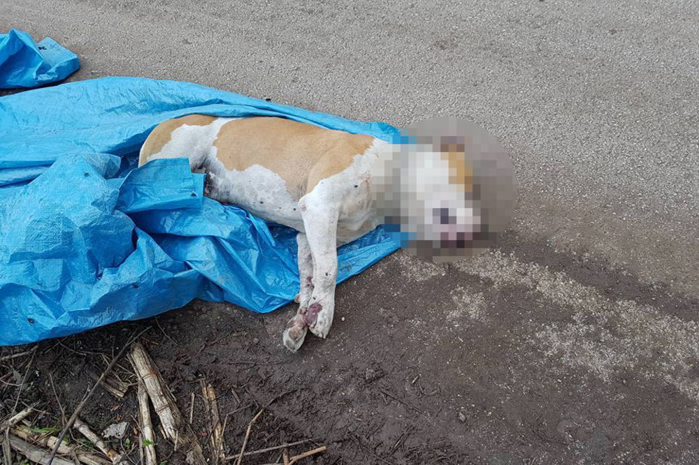 (FOTO) GRAĐANI UZNEMIRENI: U Pirotu ubijen vlasnički PAS, leš pronađen na DEPONIJI!